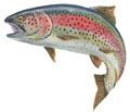rainbow trout.jpg